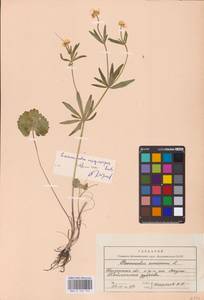 Ranunculus cassubicus L., Eastern Europe, Middle Volga region (E8) (Russia)