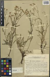 Tanacetum santolina C. Winkl., Middle Asia, Syr-Darian deserts & Kyzylkum (M7) (Kazakhstan)