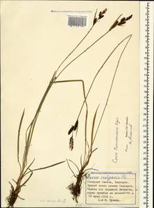 Carex transcaucasica T.V.Egorova, Caucasus, Stavropol Krai, Karachay-Cherkessia & Kabardino-Balkaria (K1b) (Russia)