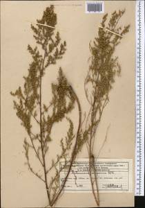 Artemisia scoparia Waldst. & Kit., Middle Asia, Western Tian Shan & Karatau (M3) (Kazakhstan)