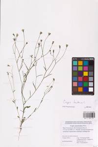 Crepis tectorum L., Eastern Europe, Lower Volga region (E9) (Russia)