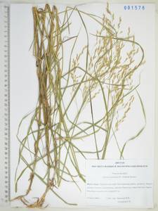 Glyceria leptolepis Ohwi, Siberia, Russian Far East (S6) (Russia)