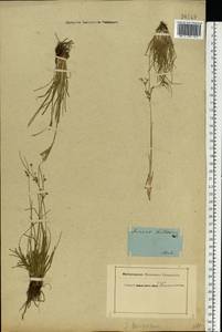 Juncus compressus Jacq., Eastern Europe, Rostov Oblast (E12a) (Russia)