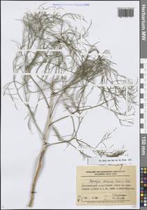 Asparagus dauricus Fisch. ex Link, Siberia, Baikal & Transbaikal region (S4) (Russia)