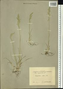 Poa angustifolia L., Siberia, Yakutia (S5) (Russia)