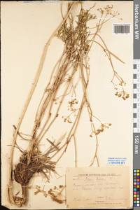 Silaum silaus (L.) Schinz & Thell., Eastern Europe, Lower Volga region (E9) (Russia)