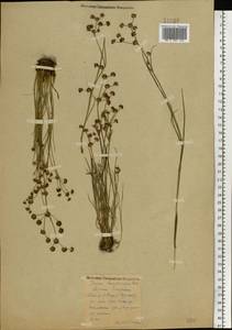Juncus articulatus L., Eastern Europe, Central forest region (E5) (Russia)