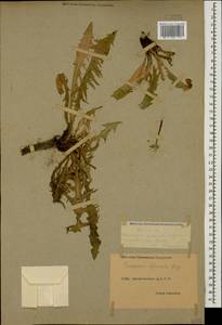 Taraxacum officinale Weber ex F. H. Wigg., Caucasus, Dagestan (K2) (Russia)