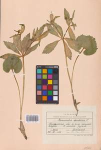 Ranunculus cassubicus L., Eastern Europe, Middle Volga region (E8) (Russia)