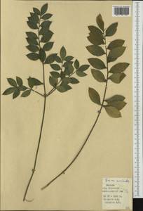 Ruscus aculeatus L., Western Europe (EUR) (Spain)