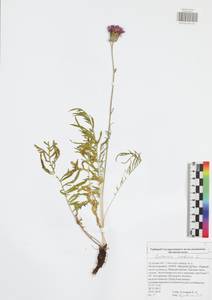 Centaurea scabiosa L., Eastern Europe, Central region (E4) (Russia)