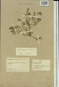 Astragalus alpinus L., Siberia, Altai & Sayany Mountains (S2) (Russia)
