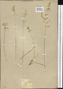 Poa pratensis L., Siberia, Baikal & Transbaikal region (S4) (Russia)