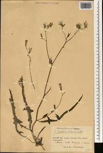 Lactuca tatarica (L.) C. A. Mey., South Asia, South Asia (Asia outside ex-Soviet states and Mongolia) (ASIA) (China)