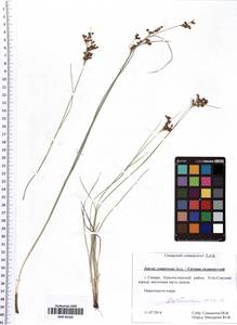 Juncus compressus Jacq., Eastern Europe, Middle Volga region (E8) (Russia)