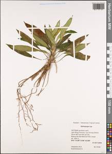Ophiopogon, South Asia, South Asia (Asia outside ex-Soviet states and Mongolia) (ASIA) (Vietnam)