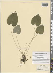 Viola hirta L., Eastern Europe, Northern region (E1) (Russia)