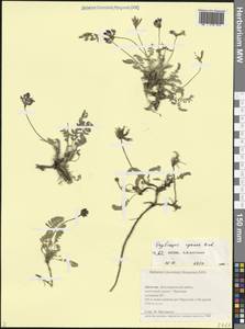 Oxytropis albana Steven, Caucasus, Dagestan (K2) (Russia)