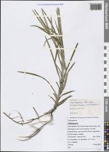 Ophiopogon, South Asia, South Asia (Asia outside ex-Soviet states and Mongolia) (ASIA) (Vietnam)