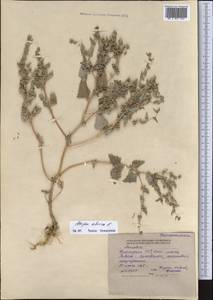 Atriplex sibirica L., Middle Asia, Northern & Central Tian Shan (M4) (Kyrgyzstan)