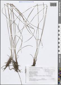 Carex nigra subsp. juncea (Fr.) Soó, Eastern Europe, Central region (E4) (Russia)