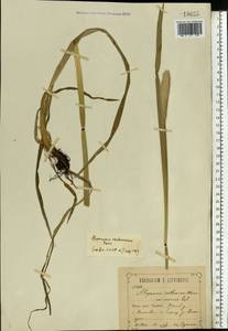 Alopecurus arundinaceus Poir., Eastern Europe, Central forest-and-steppe region (E6) (Russia)
