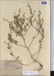 Atriplex sibirica L., Middle Asia, Northern & Central Tian Shan (M4) (Kyrgyzstan)