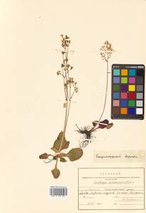 Micranthes sachalinensis (F. Schmidt) S. Akiyama & H. Ohba, Siberia, Russian Far East (S6) (Russia)