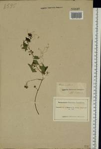Bryonia alba L., Eastern Europe, South Ukrainian region (E12) (Ukraine)
