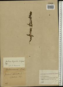 Gentianella amarella var. lingulata (C. Agardh) T. Karlsson, Eastern Europe, Volga-Kama region (E7) (Russia)