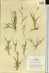 Setaria viridis (L.) P.Beauv., Siberia, Altai & Sayany Mountains (S2) (Russia)