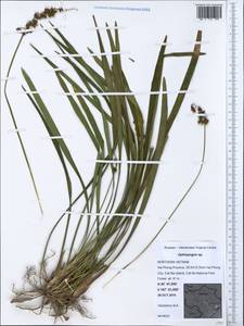 Ophiopogon, South Asia, South Asia (Asia outside ex-Soviet states and Mongolia) (ASIA) (Vietnam)
