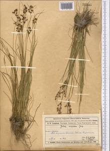 Juncus compressus Jacq., Middle Asia, Muyunkumy, Balkhash & Betpak-Dala (M9) (Kazakhstan)