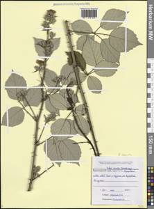 Rubus ibericus Juz., Caucasus, Black Sea Shore (from Novorossiysk to Adler) (K3) (Russia)