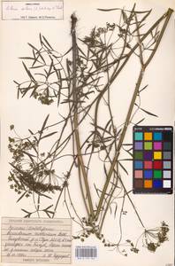 Silaum silaus (L.) Schinz & Thell., Eastern Europe, Volga-Kama region (E7) (Russia)