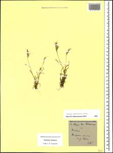 Bromus danthoniae Trin., Caucasus, Armenia (K5) (Armenia)