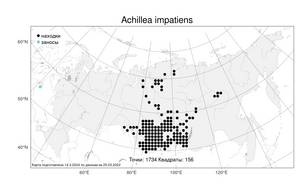Achillea impatiens L., Atlas of the Russian Flora (FLORUS) (Russia)