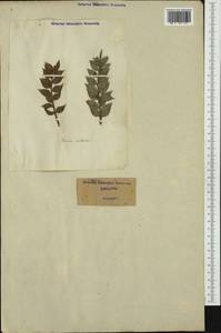 Ruscus aculeatus L., Western Europe (EUR) (Italy)