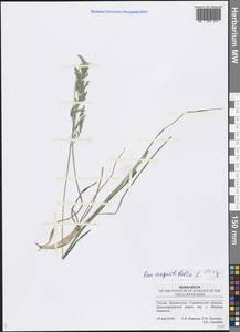 Poa angustifolia L., Eastern Europe, Lower Volga region (E9) (Russia)
