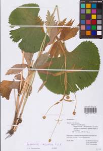 Ranunculus cassubicus L., Eastern Europe, Central region (E4) (Russia)