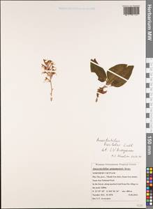Anoectochilus brevilabris Lindl., South Asia, South Asia (Asia outside ex-Soviet states and Mongolia) (ASIA) (Vietnam)