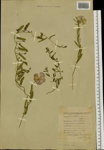 Convolvulus arvensis L., Siberia, Baikal & Transbaikal region (S4) (Russia)