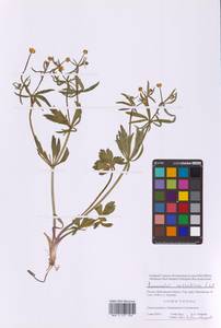 Ranunculus cassubicus L., Eastern Europe, Moscow region (E4a) (Russia)