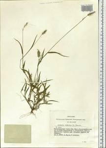 Setaria viridis (L.) P.Beauv., Siberia, Altai & Sayany Mountains (S2) (Russia)