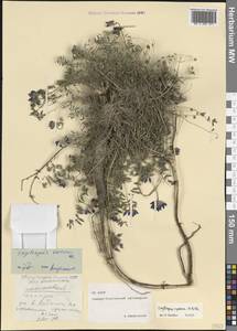 Oxytropis albana Steven, Caucasus, North Ossetia, Ingushetia & Chechnya (K1c) (Russia)