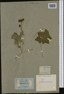 Bryonia alba L., Western Europe (EUR) (Not classified)