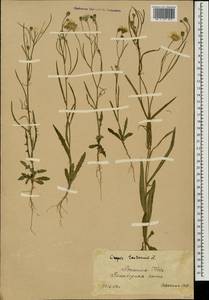Crepis tectorum L., Eastern Europe, South Ukrainian region (E12) (Ukraine)