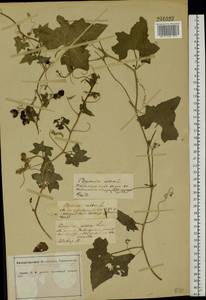 Bryonia alba L., Eastern Europe, Central forest-and-steppe region (E6) (Russia)