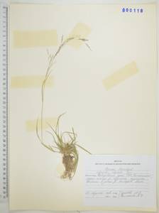 Agrostis clavata Trin., Siberia, Russian Far East (S6) (Russia)