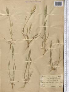 Bromus lanceolatus Roth, Middle Asia, Karakum (M6) (Turkmenistan)